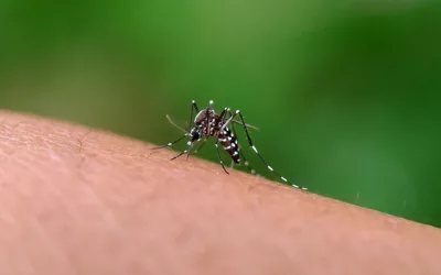 Compreenda tudo sobre a Dengue