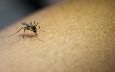 Surto de dengue e como a soroterapia pode te ajudar